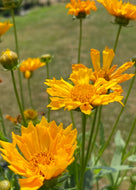 Coreopsis Jethro Tull