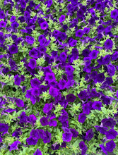 Load image into Gallery viewer, Wave Petunia
