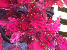 Load image into Gallery viewer, Sun Coleus

