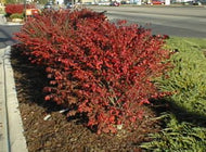 Euonymous Dwf Burning Bush