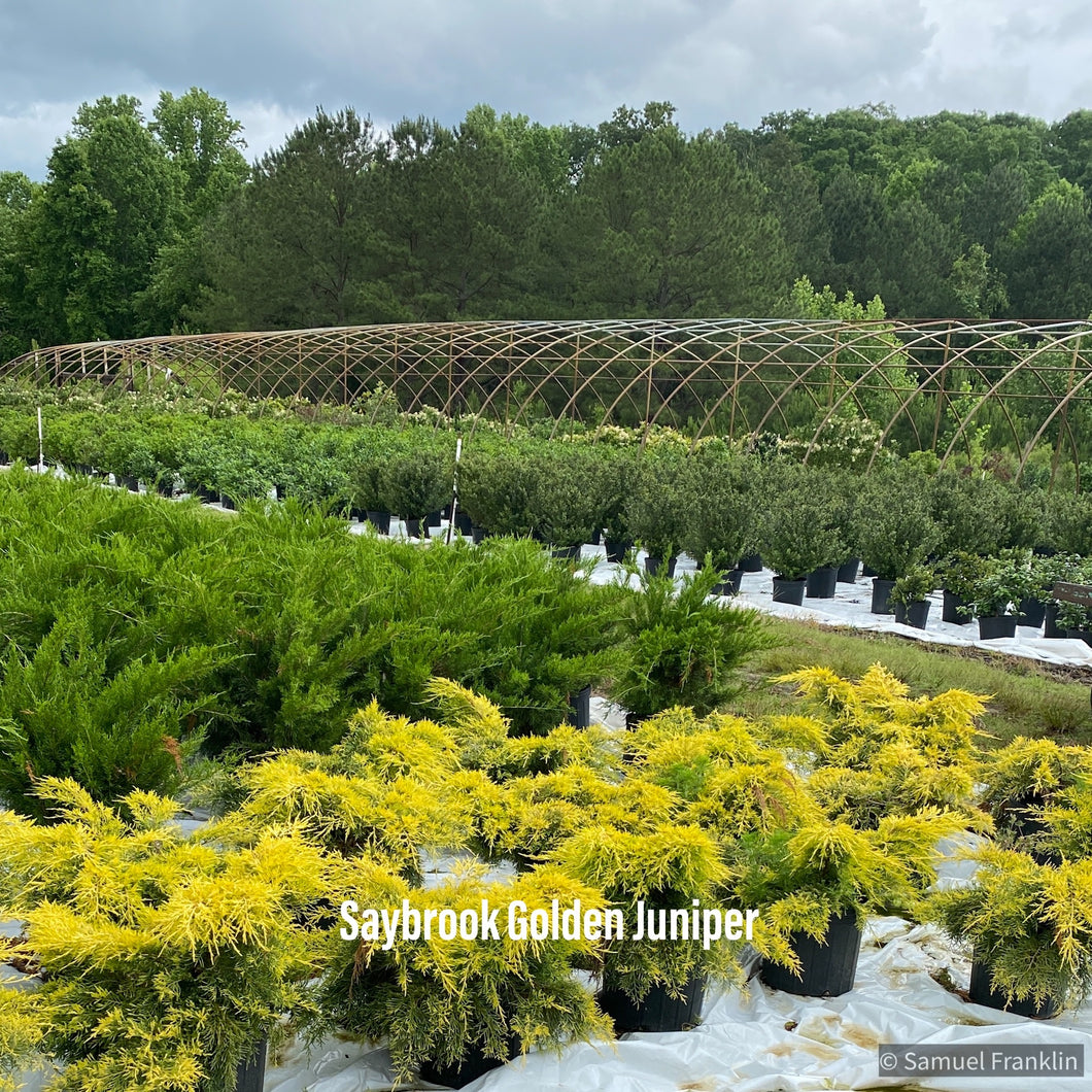 Juniperus Saybrook Gold