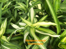 Load image into Gallery viewer, Chlorophytum comosum Bonnie Spider Plant
