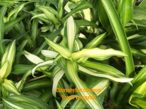 Chlorophytum comosum Bonnie Spider Plant