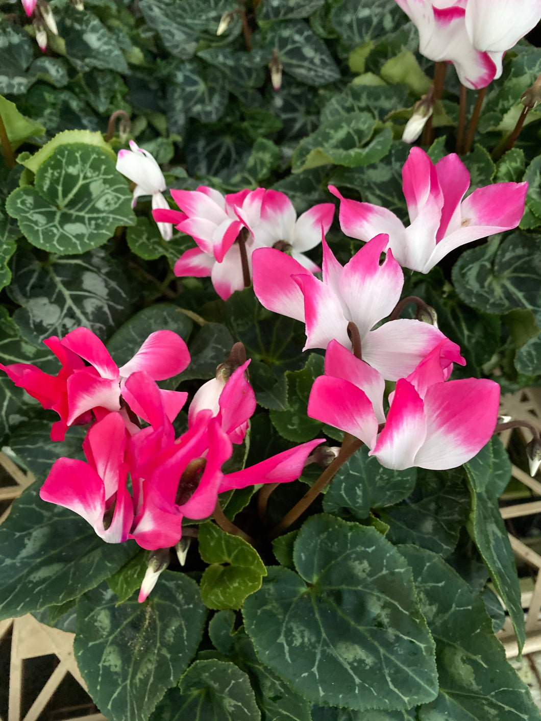 Cyclamen