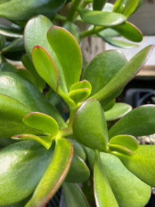 Jade