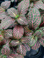 Fittonia Red Nerve Plant