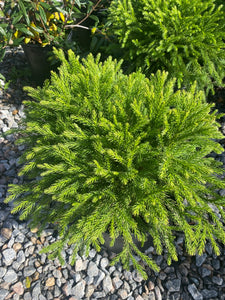 Cryptomeria japonica ‘Globosa Nana’