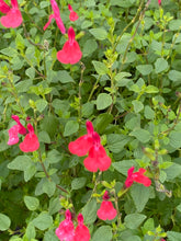 Load image into Gallery viewer, Salvia ‘Best Red’

