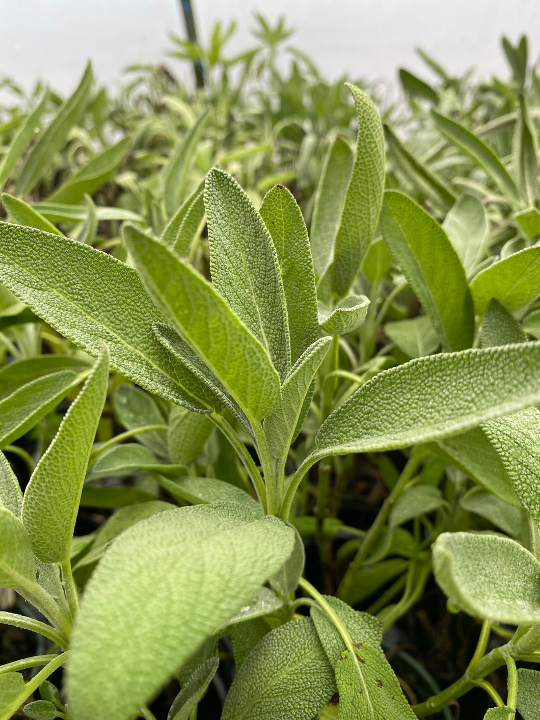 Salvia Green Sage