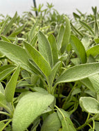 Salvia Green Sage