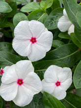 Load image into Gallery viewer, Vinca ( Catharanthus) 4” Pot
