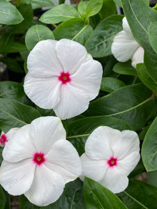 Vinca ( Catharanthus) 4” Pot