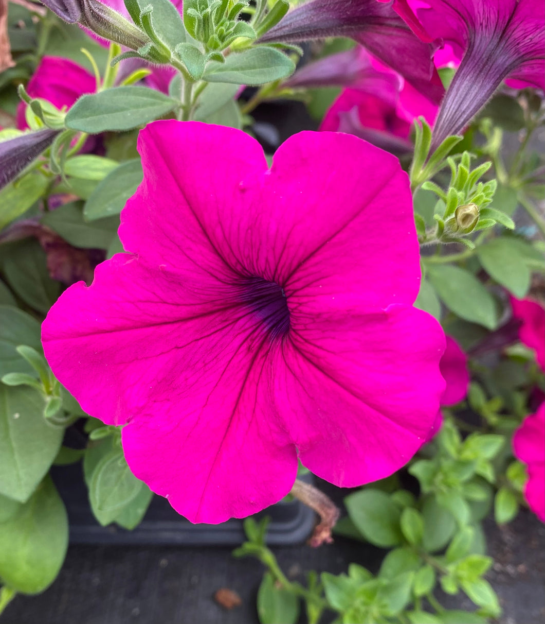 Wave Petunia