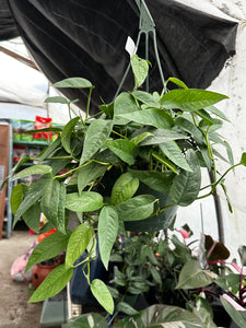 Pothos Cebu Blue