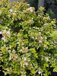 Abelia Kaleidoscope
