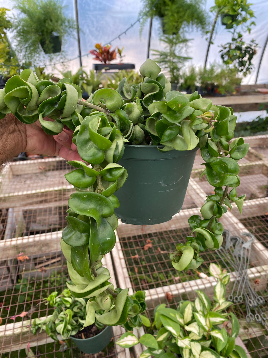 Hoya Hindu Rope Plant