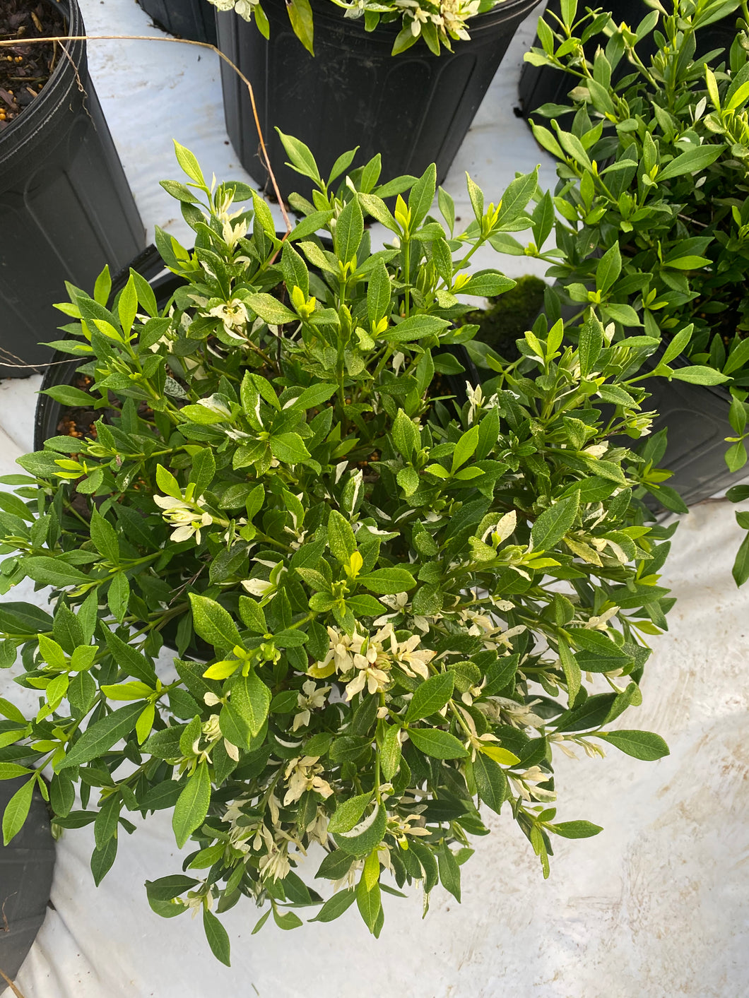 Gardenia Variegated Radicans