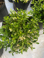 Gardenia Variegated Radicans