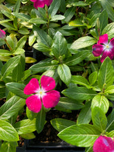 Load image into Gallery viewer, Vinca
