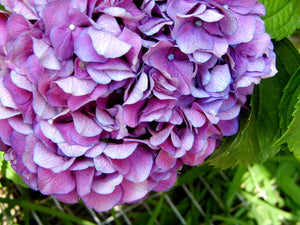 Hydrangea macrophyllum Merritts Supreme