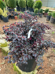 Loropetalum ‘Cerise Charm’