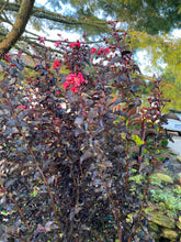 Load image into Gallery viewer, Lagerstroemia Black Diamond Red Hots Crepe Myrtle
