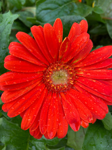 Gerbera Daisy