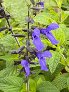 Salvia Black and Blue