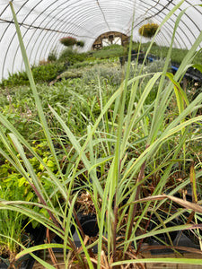 Cymbopogon Lemon Grass