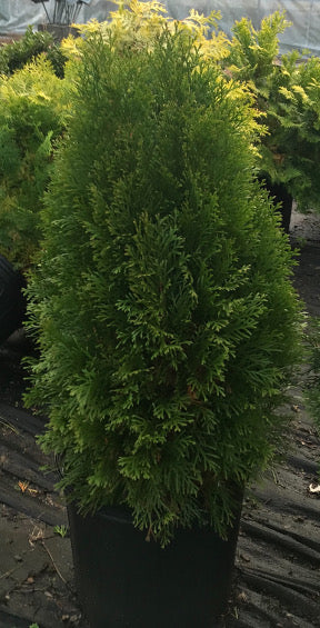 Thuja Emerald Arborvitae