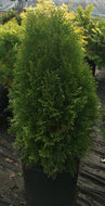 Thuja Emerald Arborvitae