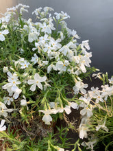 Load image into Gallery viewer, Phlox subulata
