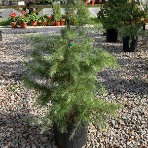 Cedrus deodar Deodar Cedar