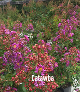 Lagerstroemia Catawba Purple Crepe Myrtle