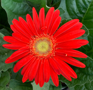 Gerbera Daisy