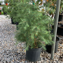 Load image into Gallery viewer, Cedrus deodar Deodar Cedar
