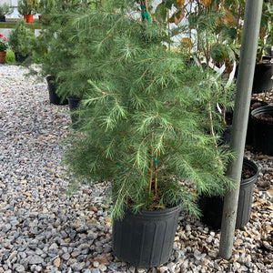 Cedrus deodar Deodar Cedar