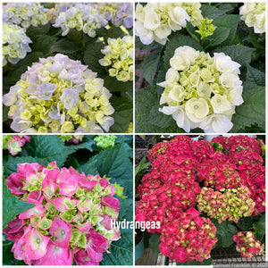 Florist Hydrangea