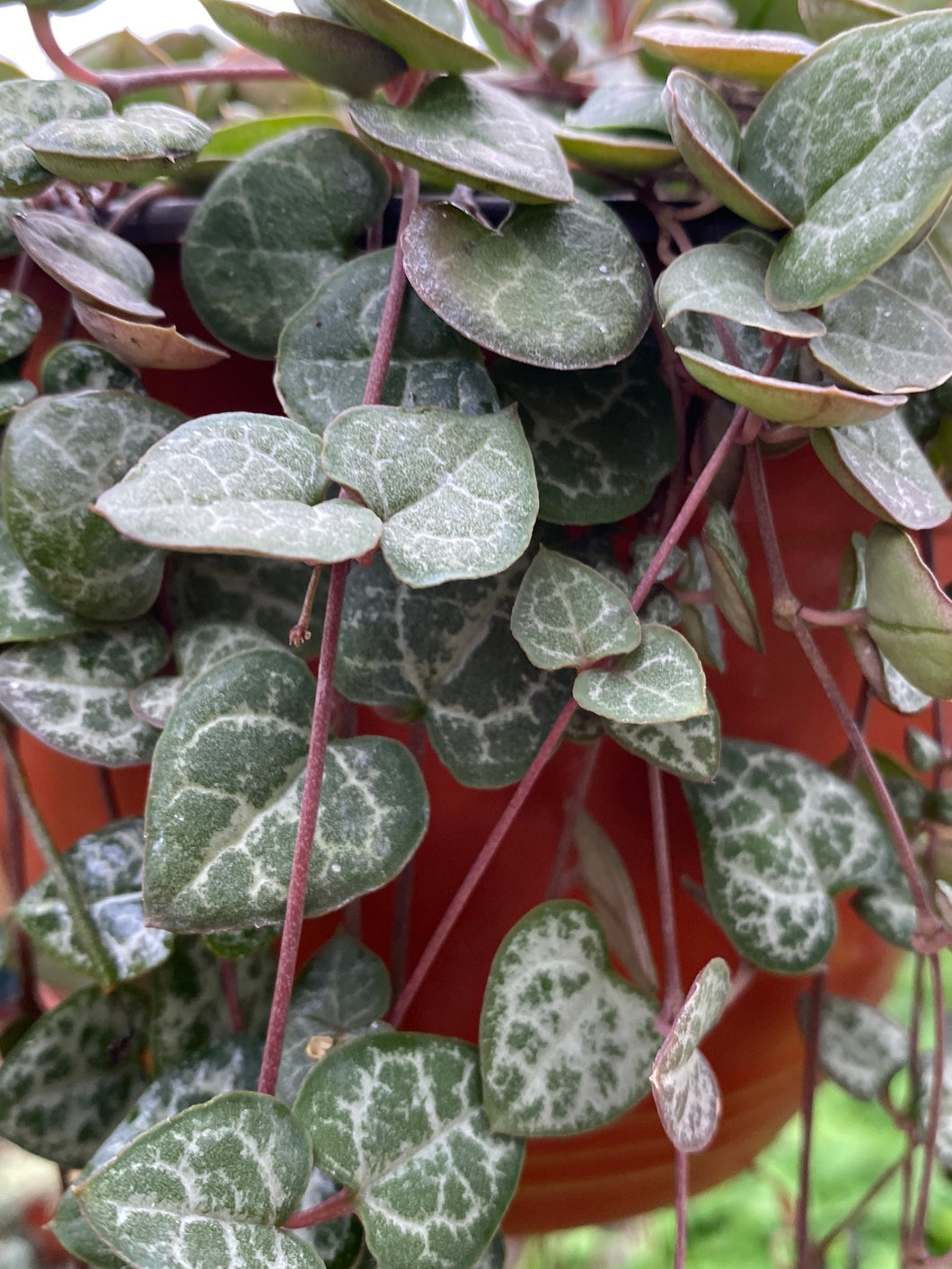 String of Hearts