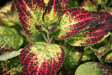 Load image into Gallery viewer, Sun Coleus
