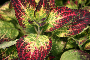Sun Coleus