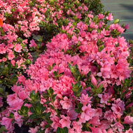 Azalea Coral  Bells