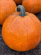 Load image into Gallery viewer, Pumpkins -coming soon

