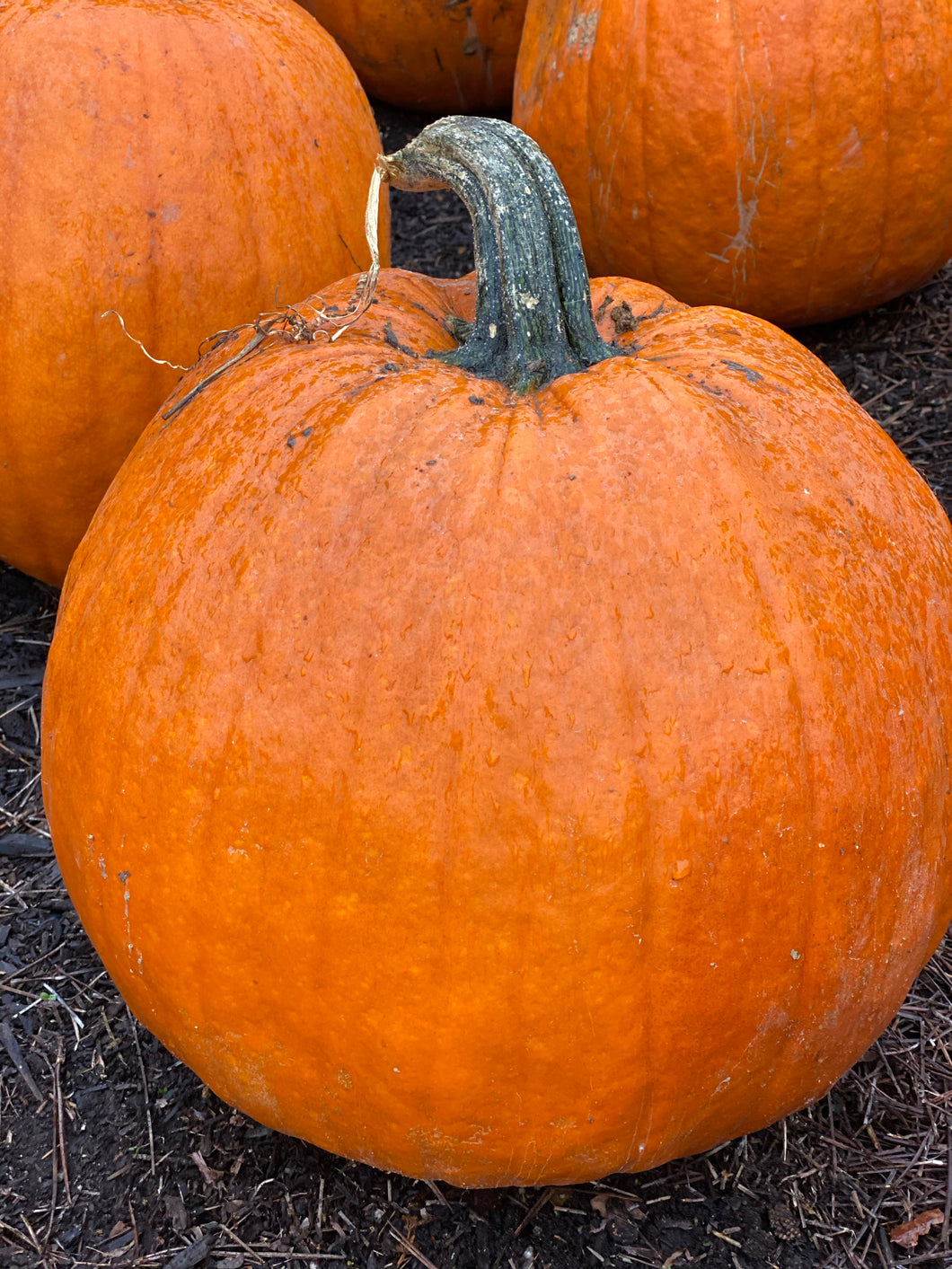 Pumpkins -coming soon