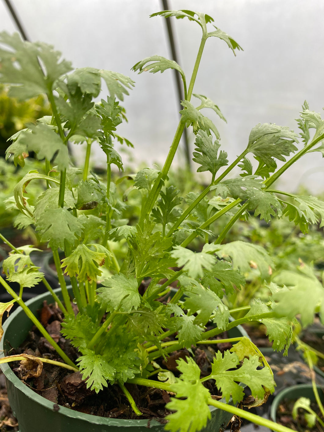 Coriander Cilantro