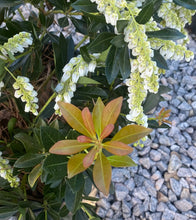 Load image into Gallery viewer, Pieris japonica &#39;Temple Bells&#39;

