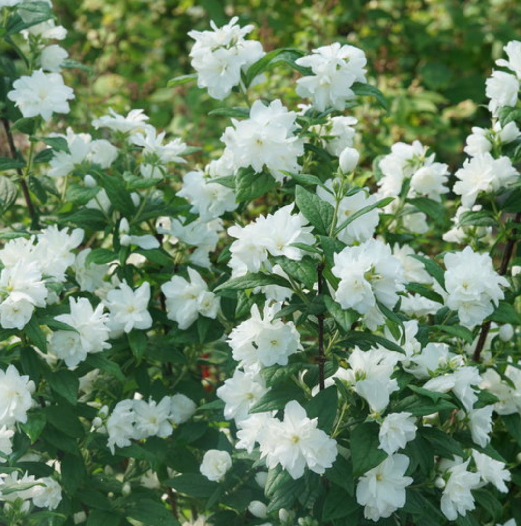 Illuminati Arch® Mockorange Philadelphus coronarius