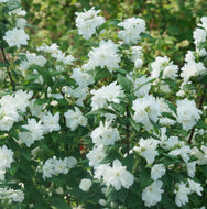 Illuminati Arch® Mockorange Philadelphus coronarius