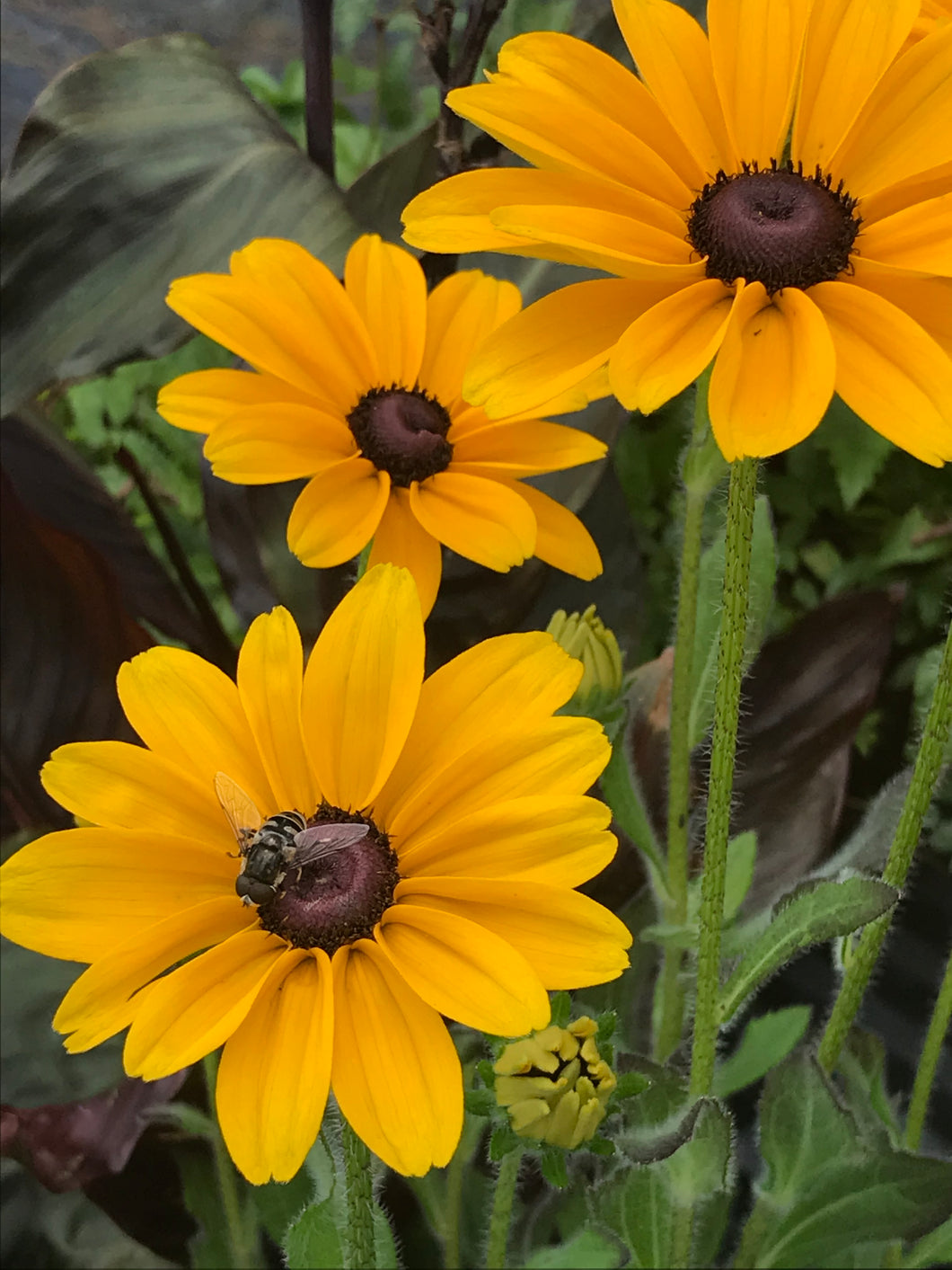 Rudbeckia