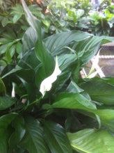 Load image into Gallery viewer, Peace Lily
